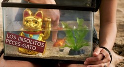 peces dos