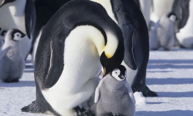 la_marcha_de_los_pinguinos