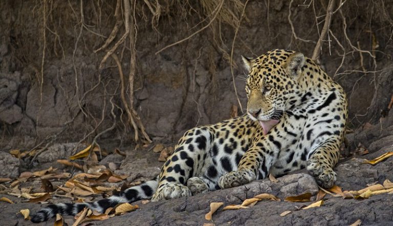 semana_de_grandes_felinos