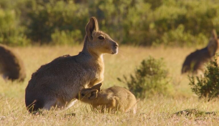 wild argentina