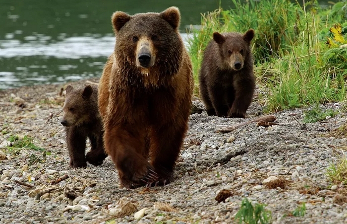 Los osos de Kamchatka
