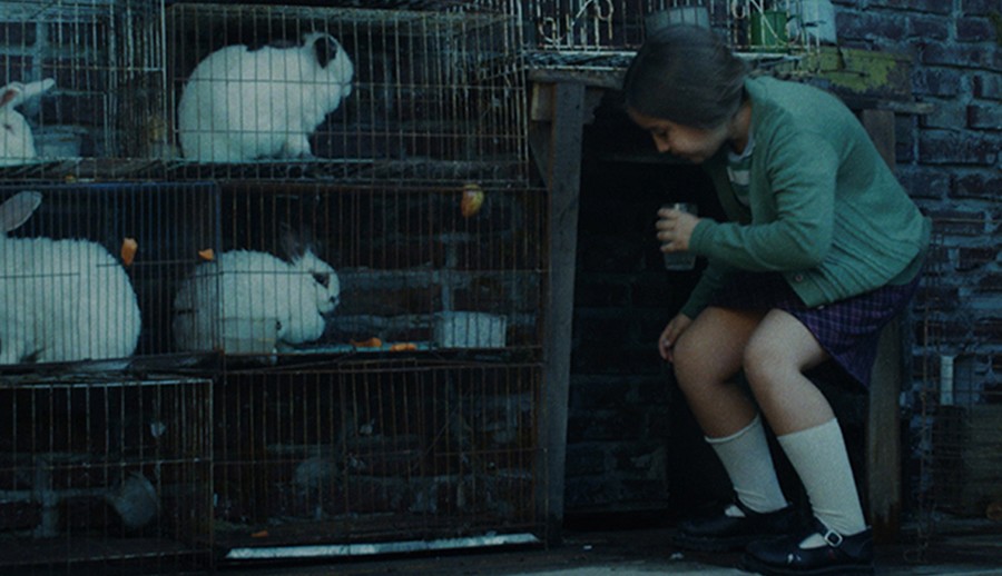 la casa de los conejos