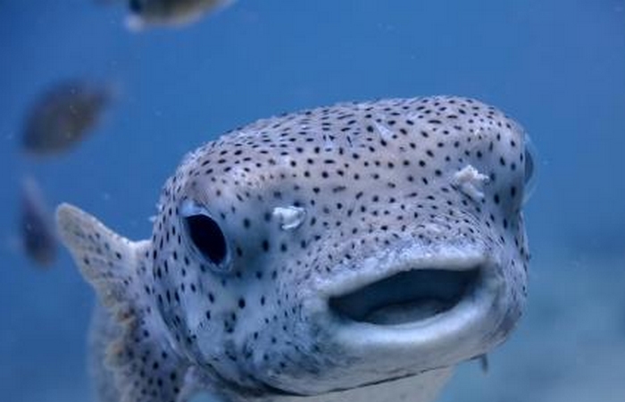Dia mundial de los oceanos