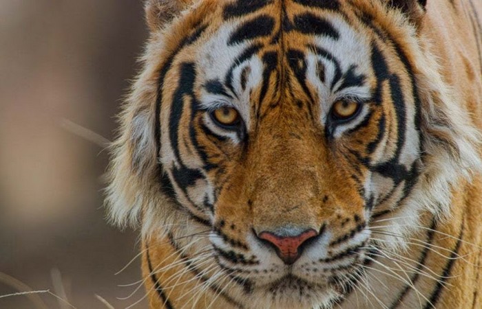 crianza de tigres
