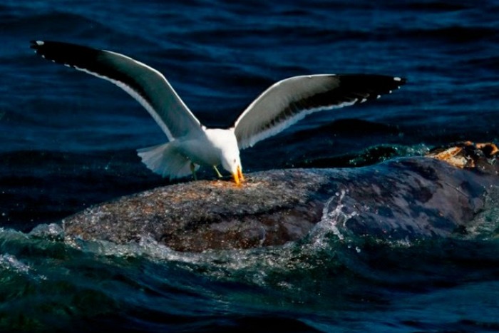 dia mundial de los oceanos