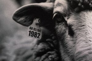 las voces del silencio