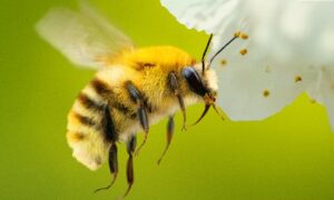 abejas_