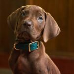 scooby doo 2027