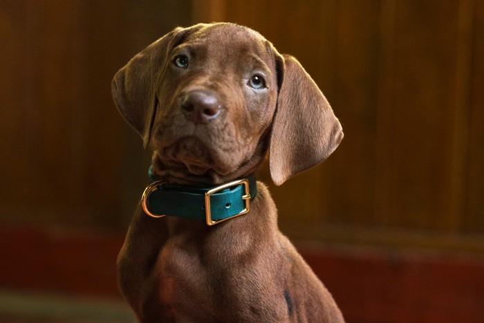 scooby doo 2027